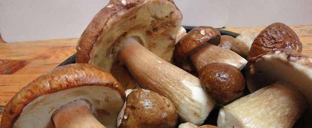 What to do with porcini mushrooms collected in the forest or bought in a store: tips and recipes.  How to cook porcini mushrooms properly How to cook old porcini mushrooms