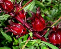 Cvijet hibiskusa: korisna svojstva i kontraindikacije
