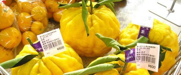 Японский лимон (Юзу) – состав и описание продукта с фото; польза и вред; использование фрукта в кулинарии и косметологии. Цитрусовые культуры в японии