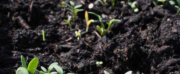 Cómo utilizar hojas de té viejas en tu jardín.  Métodos de uso de fertilizantes a partir de hojas de té.  ¿Qué fertilizante mineral usaste?