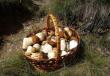 Как приготовить белые грибы Как долго варить белые